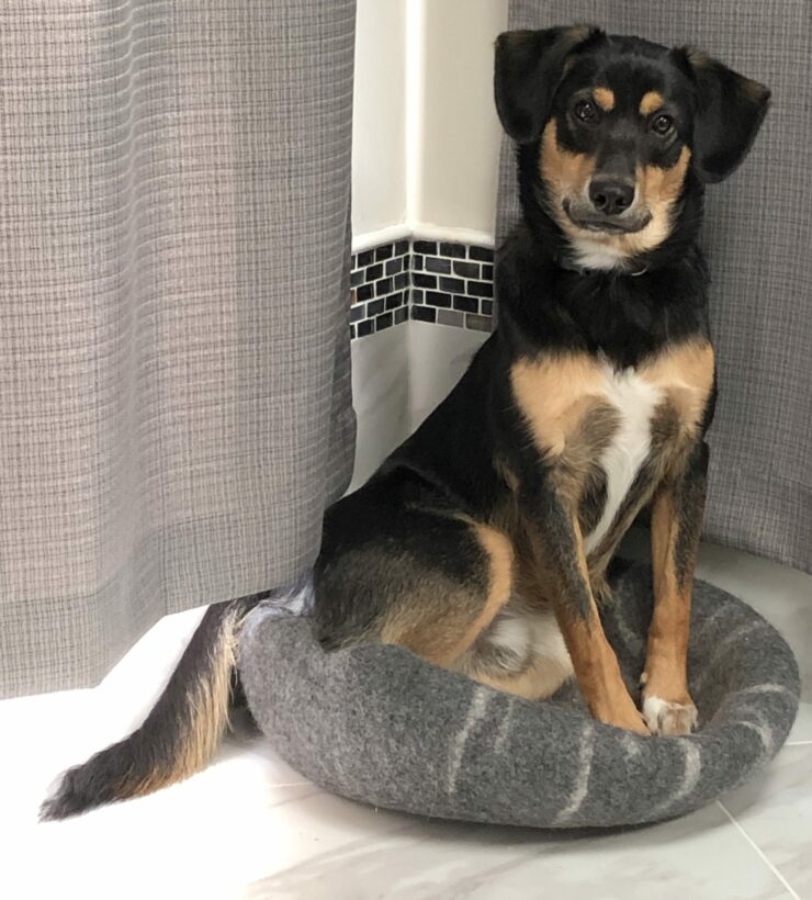 A joyful dog named Ziggy, with a shiny coat and bright eyes sitting on a bed in a gray bathroom.
